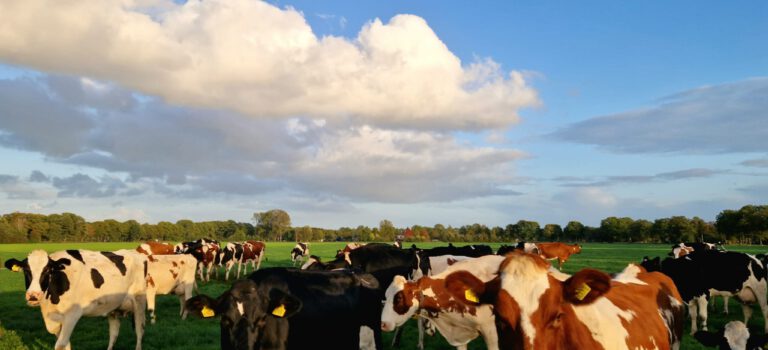 Ophaaldag 18 mei BBQ pakketten, rundvlees, melk en kaas