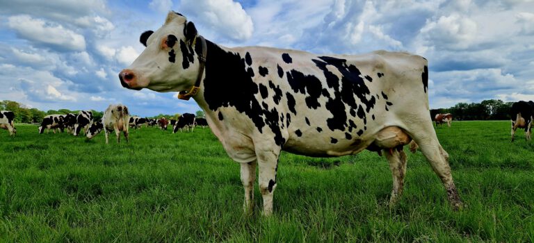 Kom koeien kieken bij Uut Zellum op zaterdag 8 juni