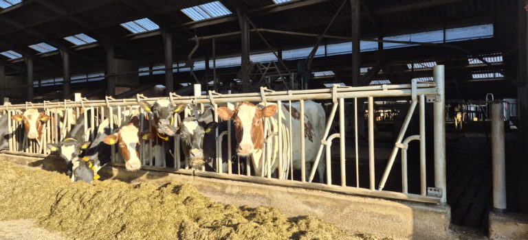 Ophaaldag met liefde voor kaas en rundvlees