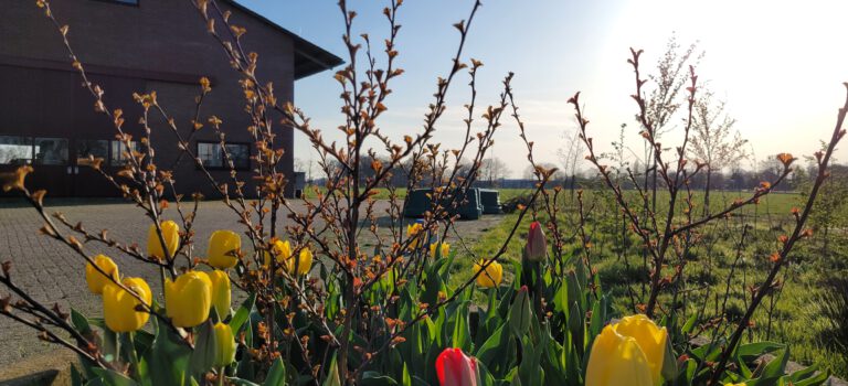 Ophaaldag 11 april: Kaas en Rundvlees van onze boerderij Ophaaldag 11 april: Kaas en Rundvlees van onze boerderij