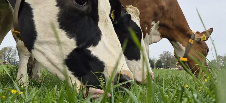 BBQ- pakketten bij Uut Zellum: ophaaldagen 9 mei en 16 mei